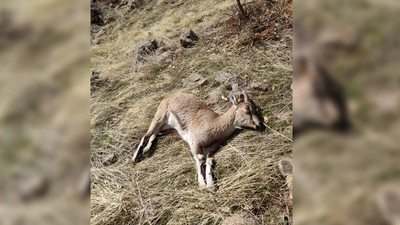 12 yaban keçisi ölü bulundu