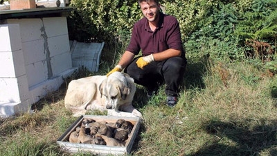 Bir doğumda 17 yavru dünyaya getirdi