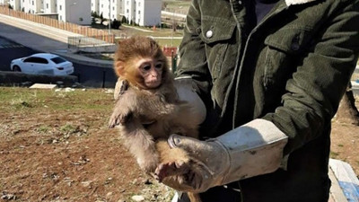 Nesli tükenmek üzere olan 4 örümcek maymun koruma altına alındı