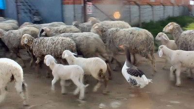 Manisa'da bir kaz, koyunlara çobanlık yapıyor