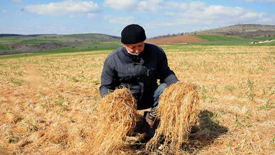 Trakya'da zirai don buğday tarlalarının sararmasına neden oldu