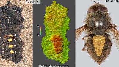 Midesi polenle dolu 47 milyon yıllık sinek fosili bulundu