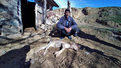 Bir ayda 4 büyükbaş hayvanı ölen besici: Sadece 3 buzağım kaldı, yardım istiyorum