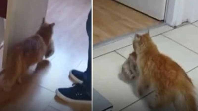 Kedi, ağzında taşıdığı hasta yavrularını veterinere getirdi