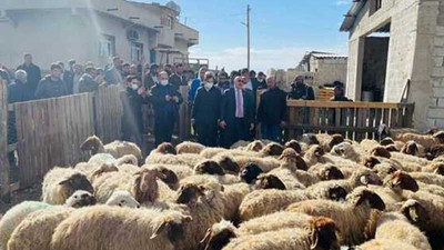 'Gözaltına alınan' koyunlar Meclis gündemine taşındı, CHP'li Tanal İçişleri Bakanlığı'na çağrı yaptı