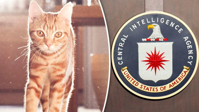 CIA, Sovyetleri dinlemek için kedi eğitmeyi denemiş