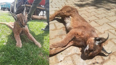 Muğla'da nesli tükenme tehlikesinde olan 'karakulak' ölü bulundu