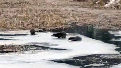 Safranbolu'da 3 su samuru görüldü