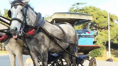 İBB’nin Adalar’dan alıp MHP’li belediyeye hibe ettiği atlar kayıp