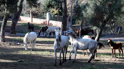 İBB’den 'kayıp atlar’ açıklaması: Sorumluluk Dörtyol Belediyesi'ne ait