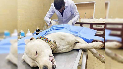 Köpeği bıçaklayıp, sahibini dövdüler