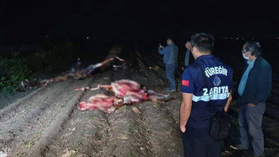 Adana'da, tarlada kesilmiş 3 at bulundu