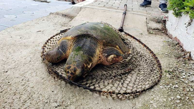 Ateşli silahla vurulan caretta caretta tedavi altına alındı