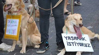 Antalya'da 5 sokak köpeği zehirlenerek katledildi