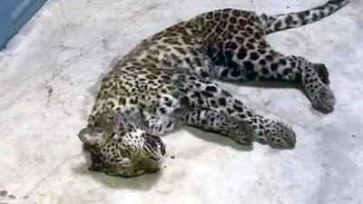 Çin’de safari parkından 3 leopar kaçtı