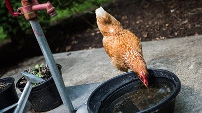 ABD'de salmonella salgını: 'Tavukları öpmeyin ve sarılmayın'