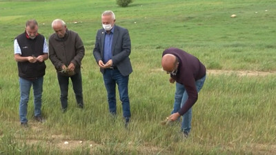 Sivas çiftçisi devletten yardım bekliyor