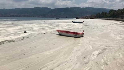 İzmit Körfezi yeniden deniz salyası ile kaplandı