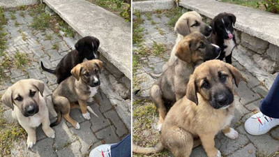 Dört yavru köpekten 3'ü ölü bulundu