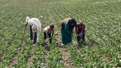 Genelge var uygulayan yok: Tarım işçileri 5 kilometreden su taşıyor