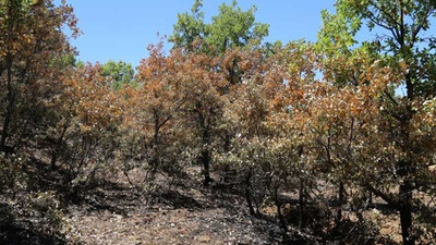 Askeri operasyonlar sırasında yakılan orman küle döndü