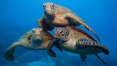 Caretta caretta saldırısında 6 kişi yaralandı