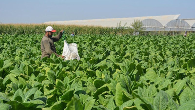 Yetki belgesi almadan veya bildirimde bulunmadan tütün ticareti yapanlara 6 yıla kadar hapis cezası