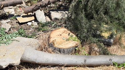 AKP'li Elazığ Belediyesi, yeraltı otoparkı için onlarca ağacı kesti