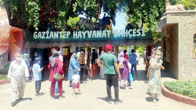 Antep'te hayvanat bahçesinden kaçan aslan, 3 kişiyi yaraladı