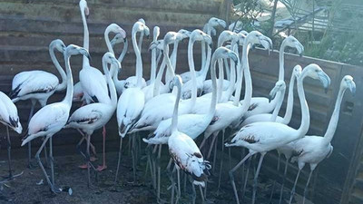 Kanatları kesilen flamingo yavruları için para cezası