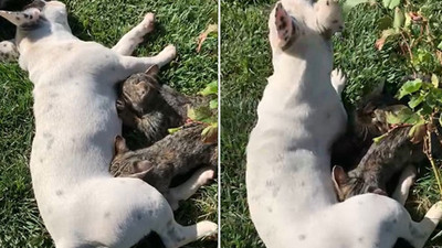 Erzincan'da anneleri ölen 2 yavru kediye köpek sahip çıktı