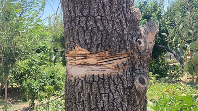 Ağaç budarken kendi boğazını kesti