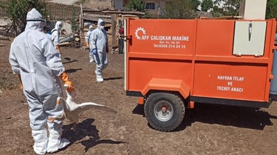 Tokat'ta kuş gribi şüphesi: 200 kaz itlaf edildi