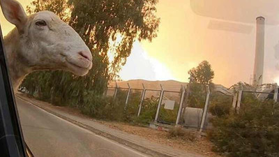 Milas yangını 11'inci gününde kontrol altına alındı