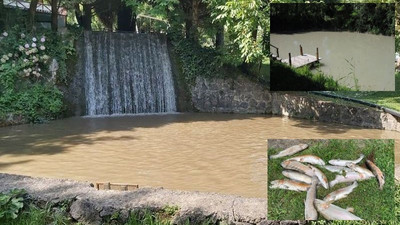 Sapanca'da inşaat atığı karışan derede balık ölümleri