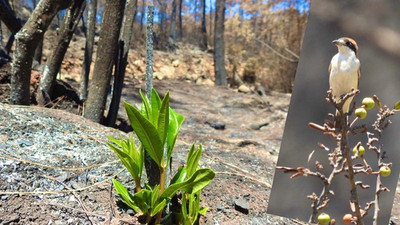 Muğla'da yanan ormanlar yeniden yeşeriyor