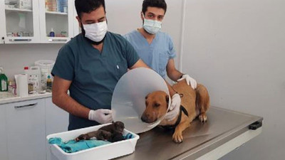 Acil servise gelen köpeğe veteriner doğum yaptırdı
