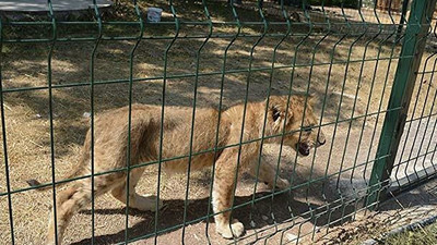 'Sabaha kadar aslanların kükremesinden uyuyamıyoruz'