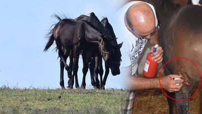 İstanbul Silivri'ye kurt indi