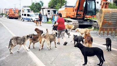 Danıştay'dan emsal karar: Sahipsiz hayvana belediye bakacak