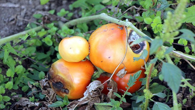 Hibrit tohumlu domatesler çürüdü, yerli tohumlular büyüdü