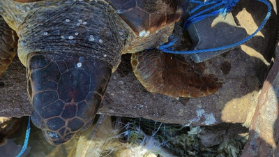 Caretta carettaya parke taşı bağlayıp denize atmışlar