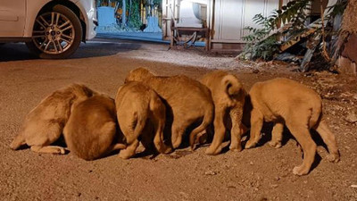 Dersim'de 6 yavru köpeği torbaya koyup, nehir kenarına attılar