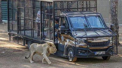 Antalya'da telli kamyonetle yapılan aslan safarisine tepki