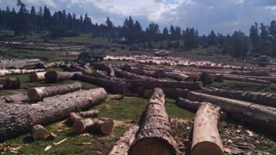 Ardahan yaylalarında ağaç katliamı yapılıyor