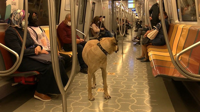 İstanbul'da toplu taşımayla dolaşan köpek 'Boji': Bir günde 29 durak gezdi