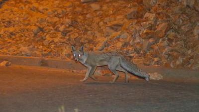 Mardin'de tilkiler sokakta yiyecek ararken görüntülendi