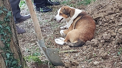 Yoldaş adını verdiği köpeği mezarının başından ayrılmadı