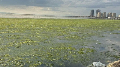 İzmir Körfezi’ni deniz marulu sardı