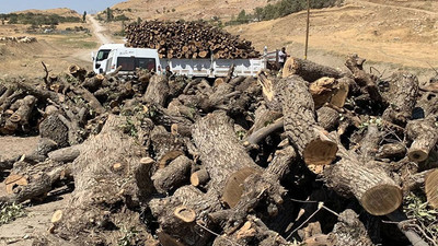 Baro: Şırnak’ta orman varlığı 7 ayda yüzde 8 azaldı